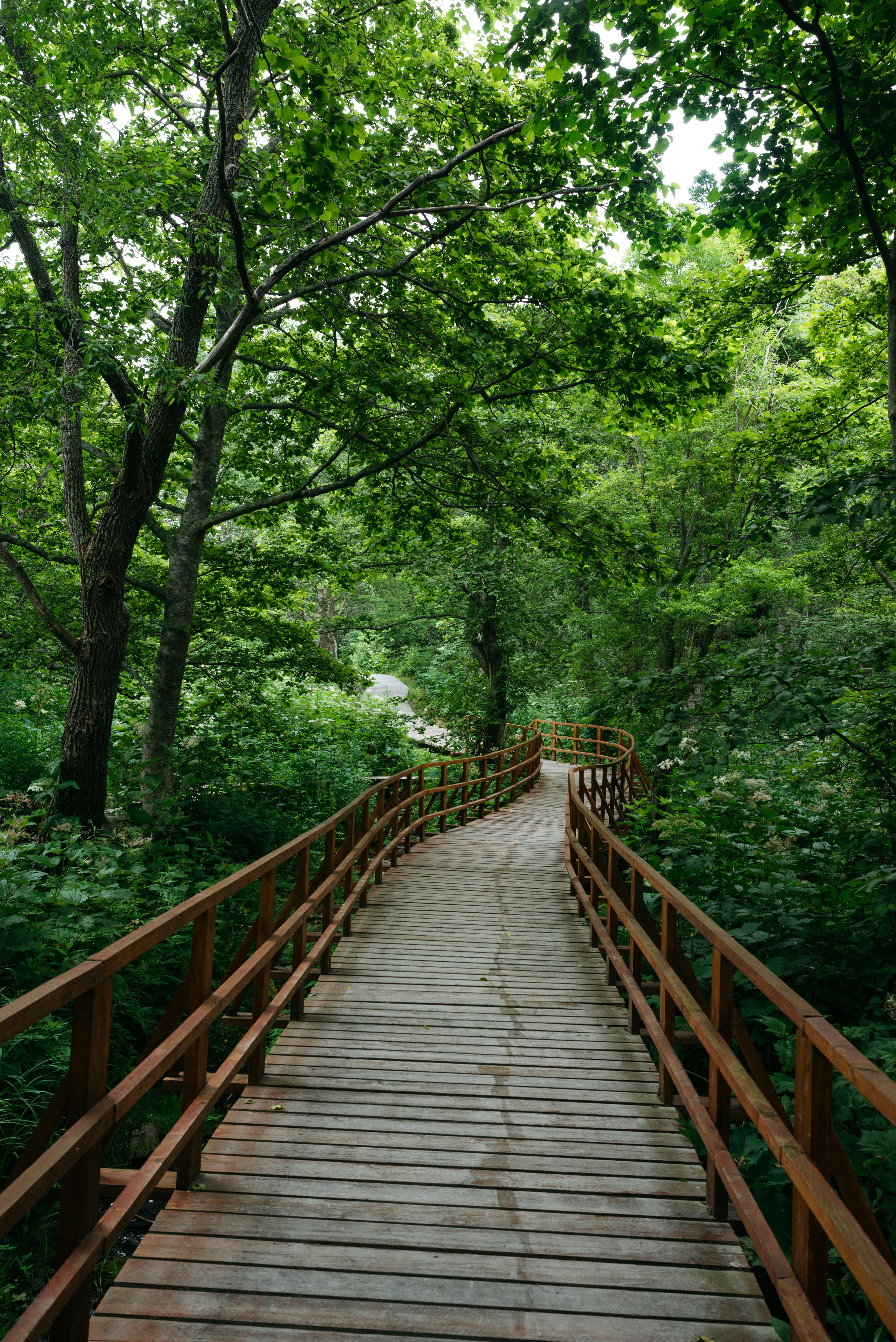 Nature-based walk and talk therapy